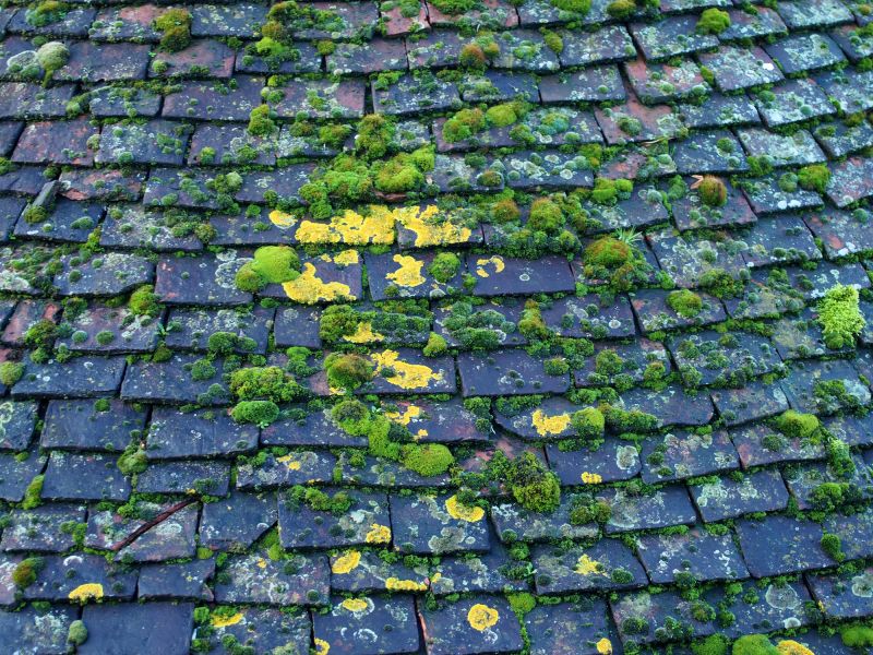 How Roof Cleaning Helps Prevent Mold, Algae, And Moss Growth